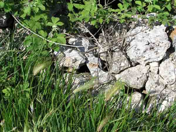 Vipera aspis